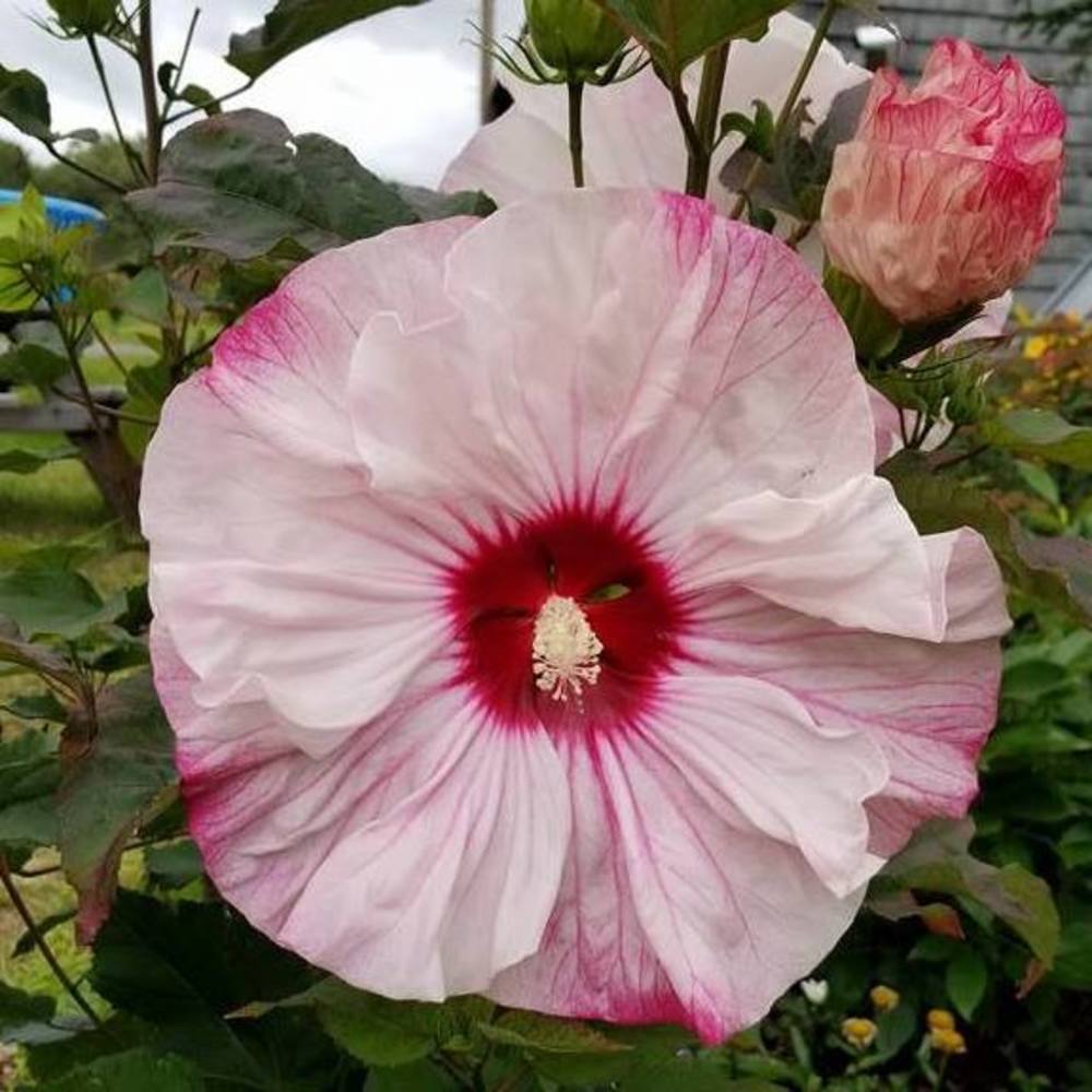 Meet your Posher, Jodie